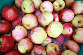 apples used in the residential course